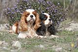 CAVALIER KING CHARLES 220